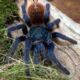 Chromatopelma cyaneopubescens 3 DC samiec niedorosły