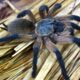 Monocentropus balfouri L5