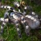 Poecilotheria tigrinawesseli L2