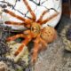 Pterinochilus murinus Usambara 3,5DC samica