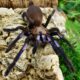 Chilobrachys natanicharum L5