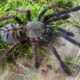 Phormingochilus sp. Sabah blue L1