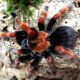 Brachypelma boehmei L3
