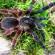 Psalmopoeus victori L4