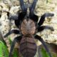 Chilobrachys fimbriatus 3,5DC samica