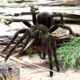 Pamphobeteus sp. magnanegra 4DC samiec