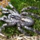 Poecilotheria vittata L4