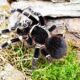 Acanthoscurria geniculata L7