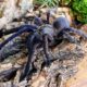 Chilobrachys sp. Blue Vietnam 3,5DC samica