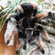 Brachypelma klaasi L2