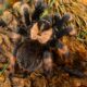 Brachypelma emilia L4/5