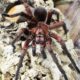 Phormictopus atrichomatus 2,5DC samiec