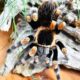 Brachypelma hamorii L4