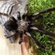 Ephebopus murinus L5