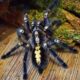 Poecilotheria metallica L2