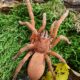 Selenobrachys philippinus L7