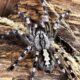 Poecilotheria fasciata L2